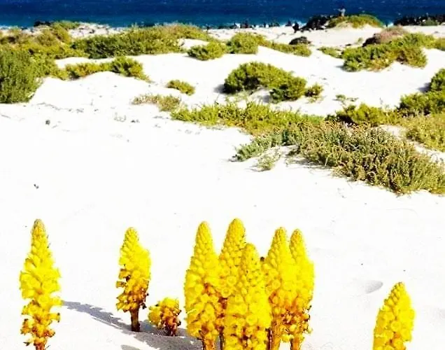 Vincent, Cozy And Sunny Over The Rooftops Апартаменты Пуэрто дель Кармен