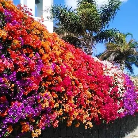 Vincent, Cozy And Sunny Over The Rooftops פוארטו דל כרמן