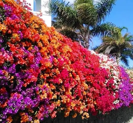 Vincent, Cozy And Sunny Over The Rooftops פוארטו דל כרמן